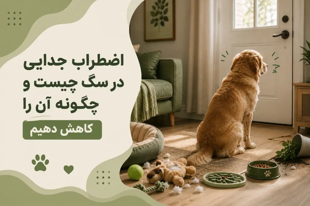 اضطراب جدایی در سگ چیست و چگونه آن را کاهش دهیم؟