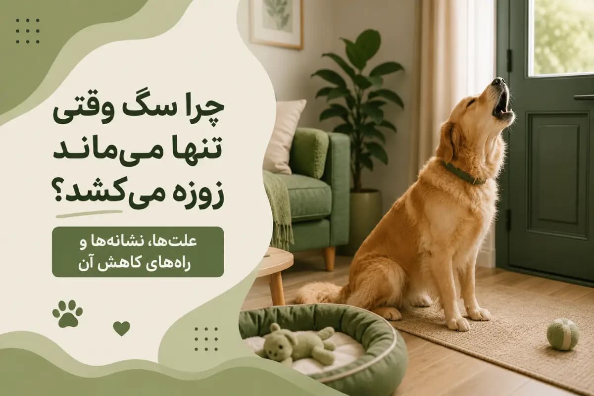 چرا سگ وقتی تنها می‌ماند زوزه می‌کشد؟ علت‌ها، نشانه‌ها و راه‌های کاهش آن